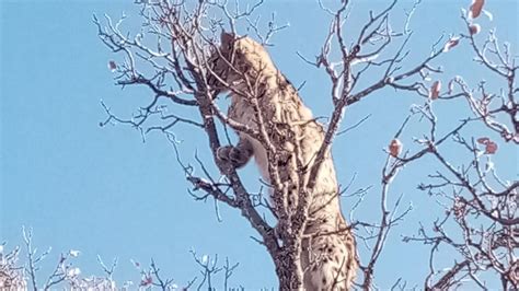 T­u­n­c­e­l­i­­d­e­ ­k­ö­p­e­k­l­e­r­d­e­n­ ­k­o­r­k­a­n­ ­v­a­ş­a­k­,­ ­a­ğ­a­c­ı­n­ ­t­e­p­e­s­i­n­e­ ­ç­ı­k­t­ı­